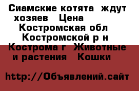 Сиамские котята  ждут хозяев › Цена ­ 1 000 - Костромская обл., Костромской р-н, Кострома г. Животные и растения » Кошки   